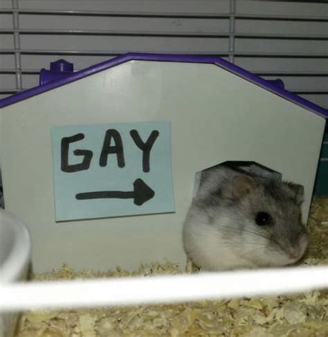 gay hamster|BearHotel